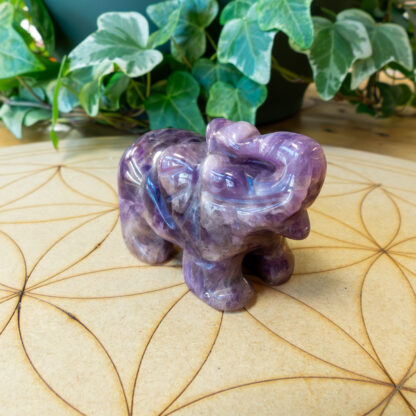 Eléphants – Image 5