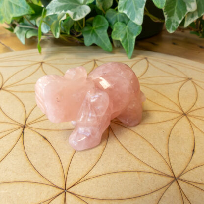 Eléphants – Image 3