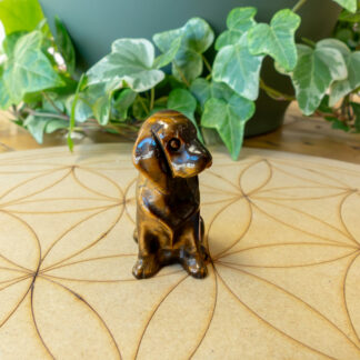 Chien Œil de Tigre