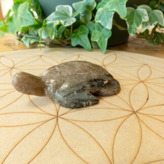Feldspath tortue