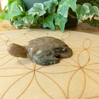 Tortue Feldspath
