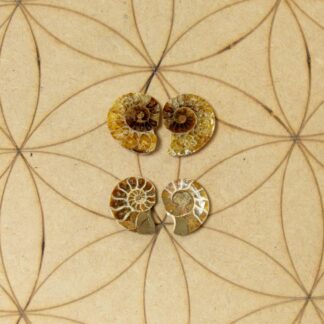 Ammonite