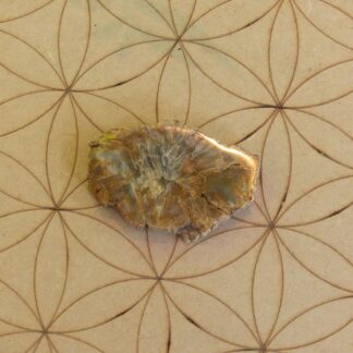 Bois Fossile pierre brute