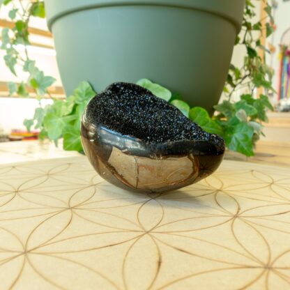 Septaria Sauvage forme libre – Image 2