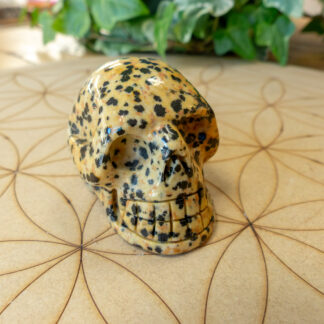 Jaspe Dalmatien Crâne